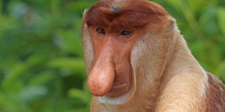 Do czego potrzebne są nam memy?