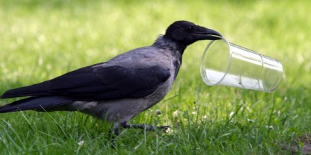 Barwnych ptaków więcej znajdziesz w mieście