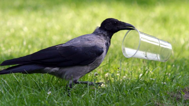 Czemu pije ptak (naukowe spojrzenie na ptaki i alkohol)