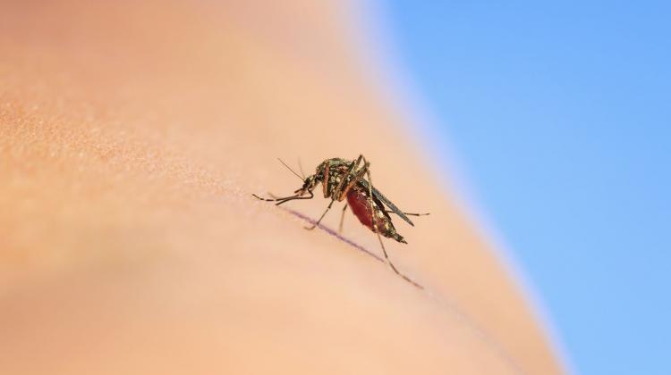 Jak korzystać z repelentów na komary? Radzi ekspertka z PZH