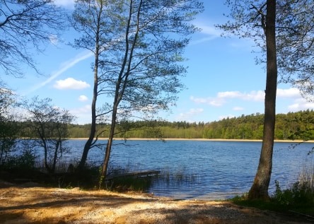Jak zmiany klimatu wpływają na koewolucję drzew
