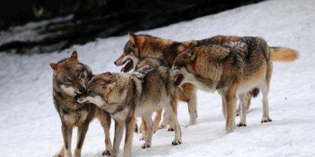 Podchodźmy ostrożnie do rewelacji o atakach wilków na ludzi