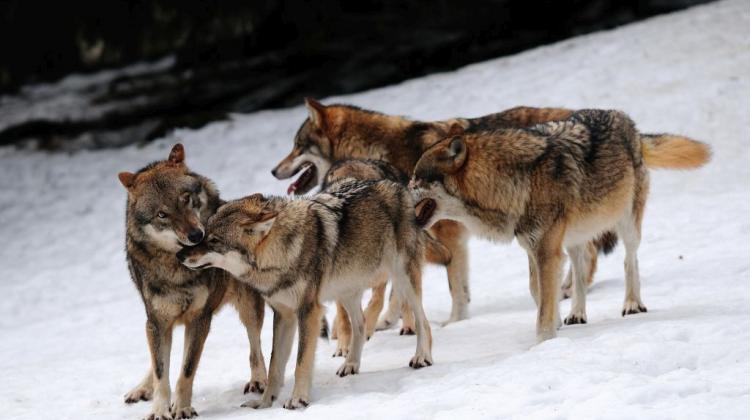 Podchodźmy ostrożnie do rewelacji o atakach wilków na ludzi