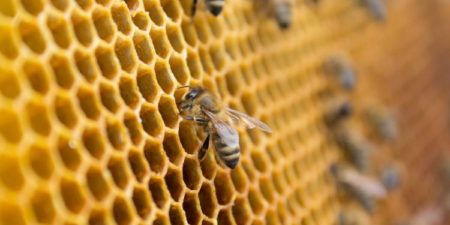 Czy pszczoły polecą z ludźmi na Marsa?